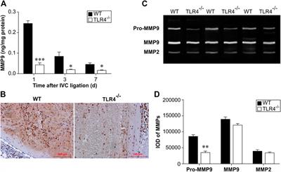 Toll-like receptor 4 deficiency in mice impairs venous thrombus resolution